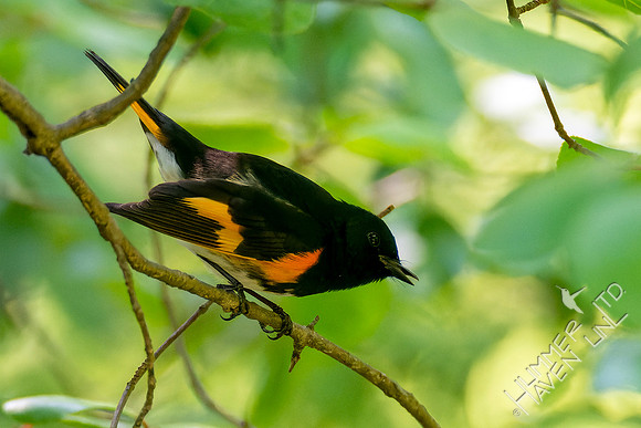 5-10-23 American Redstart