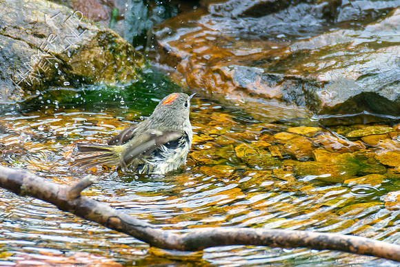 4-12-22 Ruby-crowned Kinglet