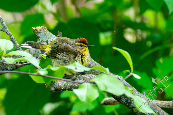 5-4-23 Palm Warbler