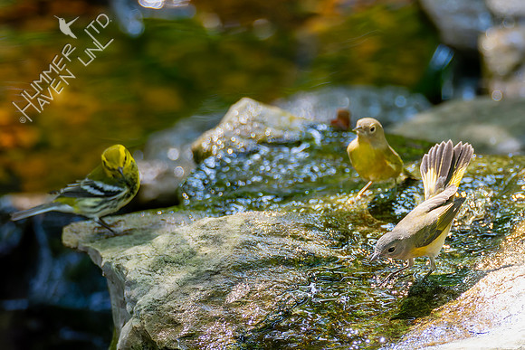 9-14-26 Black-throated Green, Nashville Warblers and American Redstart