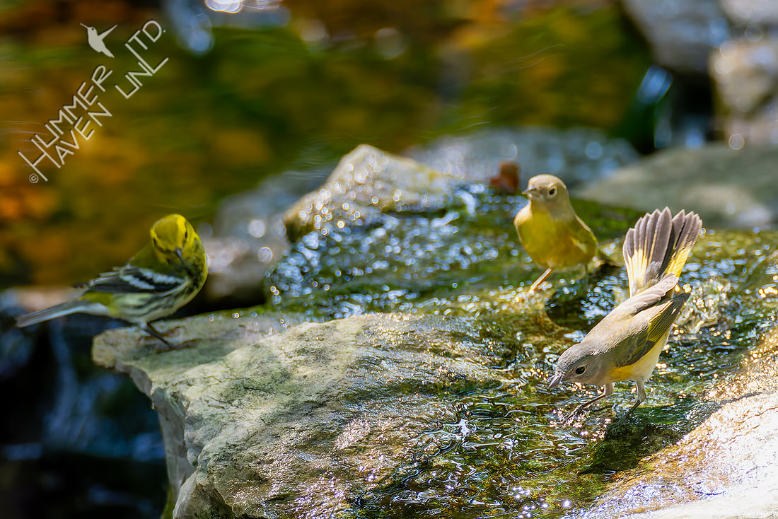 9-14-26 Black-throated Green, Nashville Warblers and American Redstart