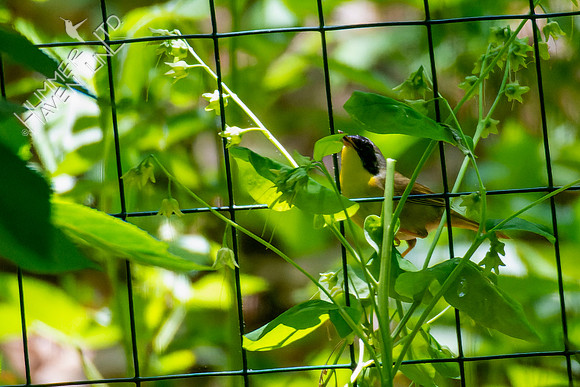 5-8-23 Common Yellowthroat