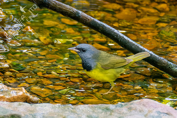 5-10-23 Mourning Warbler