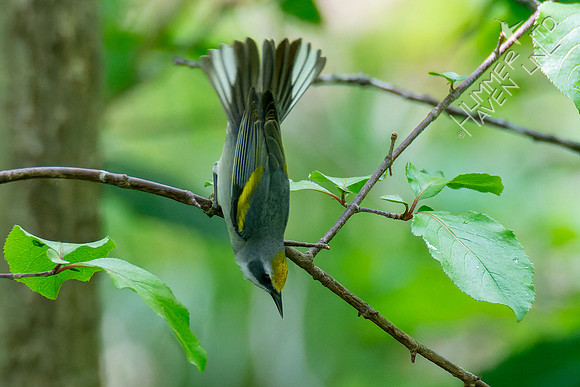 5-6-23 Golden-winged Warbler female