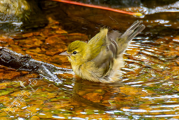 9-16-26 Bay-breasted Warbler