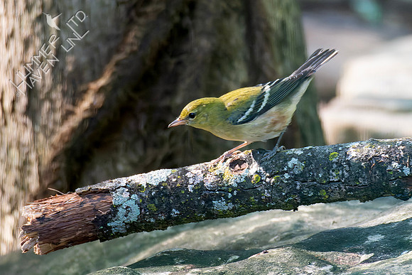 9-15-26 Bay-breasted Warbler