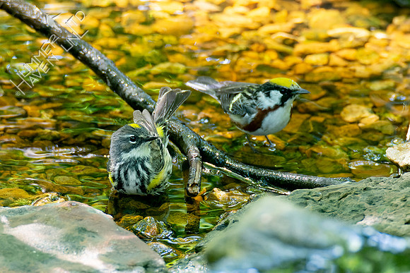 5-10-23 Yellow-rumped and Chestnut-sided Warblers