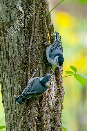 5-4-23 White-breasted Nuthatch fledglings