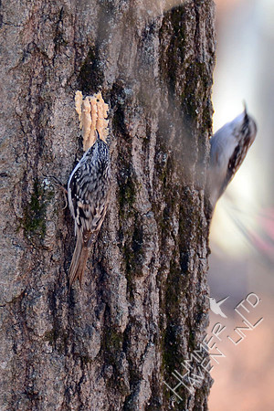 Brown Creepers 3-5-16
