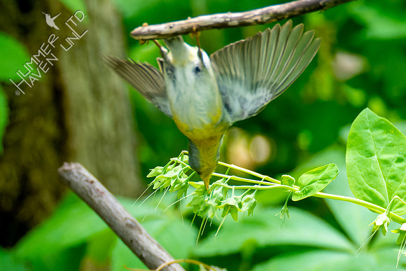 5-4-23 Northern Parula grabbing insect off Virginia Bluebells