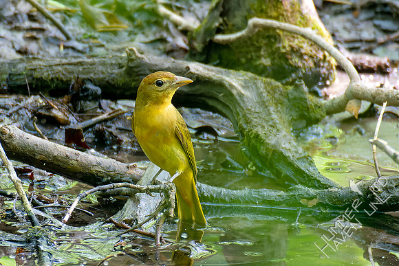 5-10-23 Red morph Summer Tanager -first seen 5-6-23