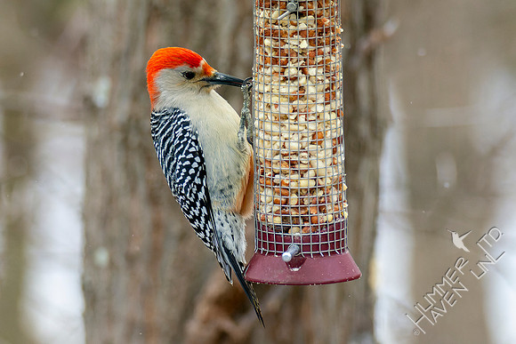 1-28-22 Red-bellied Woodpecker, note red belly