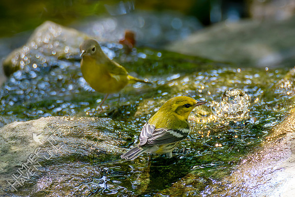9-14-26 Nashville and Black-throated Green Warblers