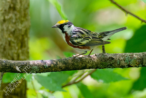 5-7-23 Chestnut-sided Warbler