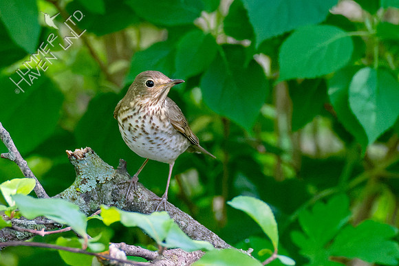 5-9-23 Swainson's Thrush