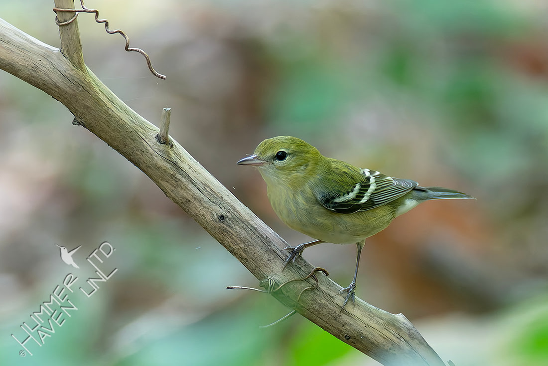 9-14-26 Bay-breasted Warbler