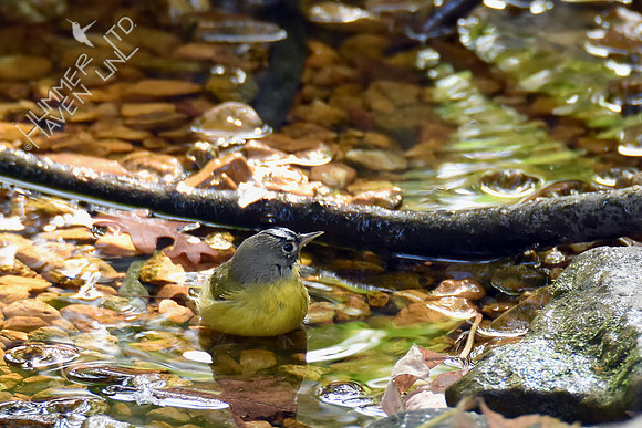 Nashville Warbler 10-9-16