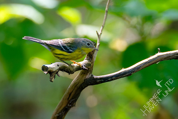 9-14-26 Magnolia Warbler