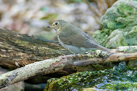 9-14-26 Swainson's Thrush
