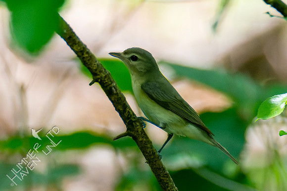 5-7-23 Philadelphia Vireo