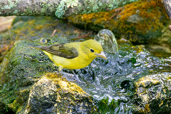 5-6-23 Scarlet Tanager female