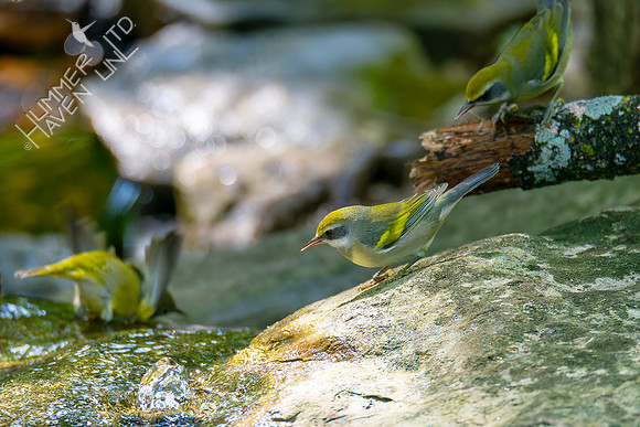 9-14-26 Nashville and two Golden-winged Warblers