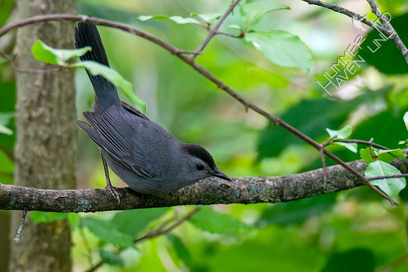 5-6-23 Gray Catbird