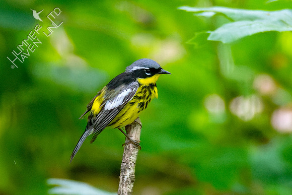5-11-23 Magnolia Warbler