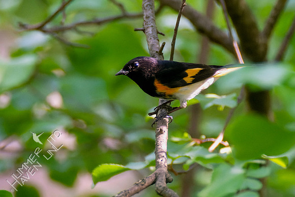 5-7-23 American Redstart