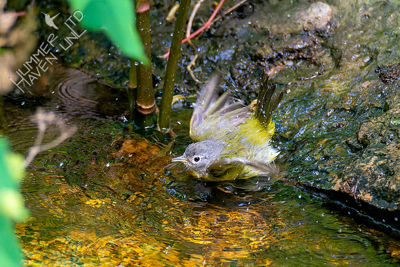 5-10-23 Nashville Warbler