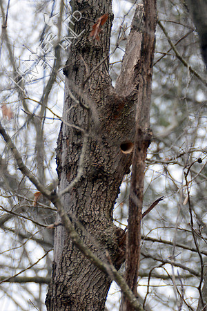 Nest cavity 3-4-16
