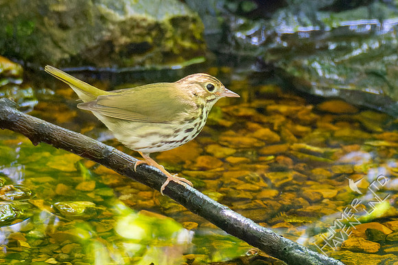 5-8-23 Ovenbird