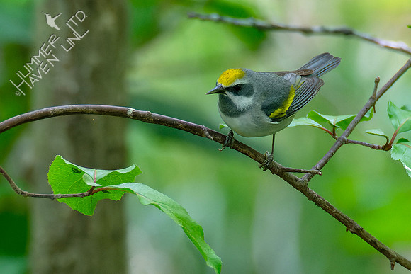 5-6-23 Golden-winged Warbler female