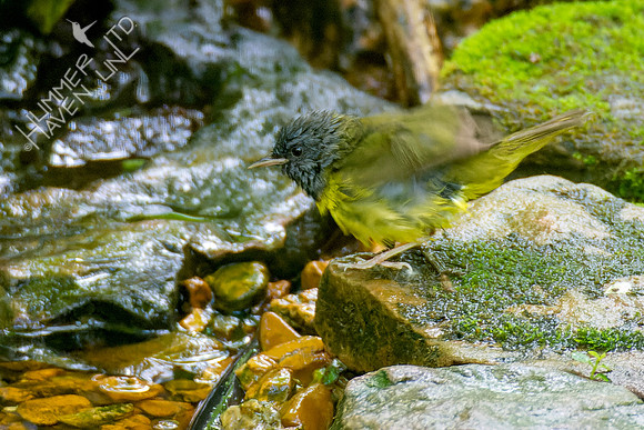 5-10-23 Mourning Warbler