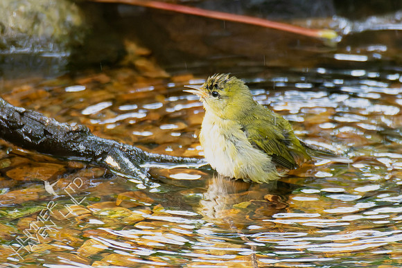 9-16-26 Tennessee Warbler