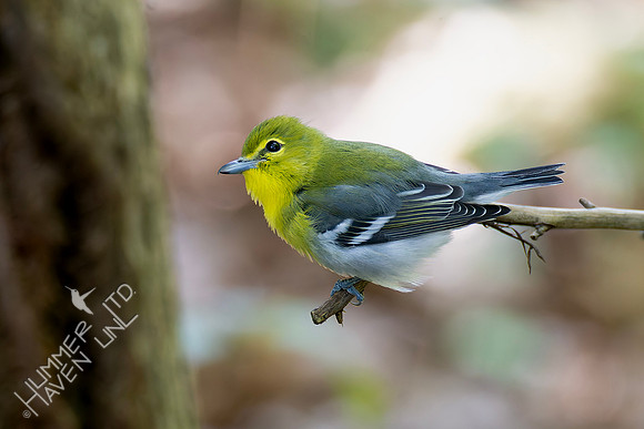 9-14-26 FOY #98 Yellow-throated Vireo B#75
