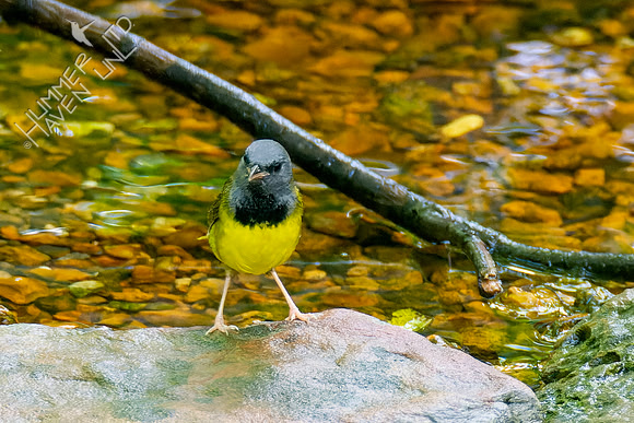 5-10-23 Mourning Warbler