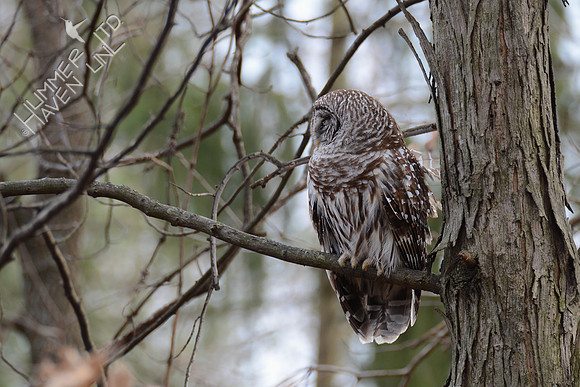 Barred Owl 3-8-16