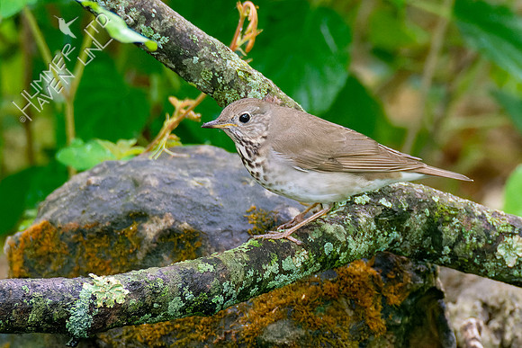5-9-23 Gray-cheeked Thrush