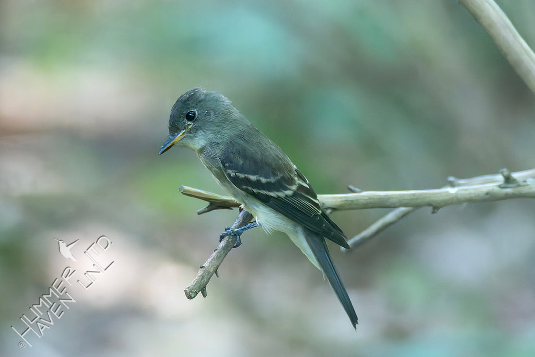 9-15-26 Eastern Wood-Pewee