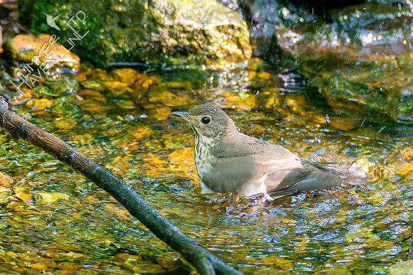 5-9-23 Swainson's Thrush