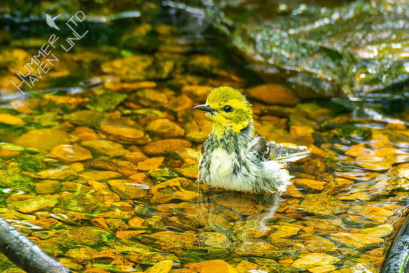 5-7-23 Black-throated Green Warbler