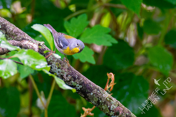 5-9-23 Northern Parula