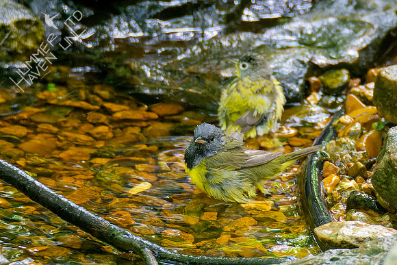 5-10-23 Mourning and Nashville Warblers