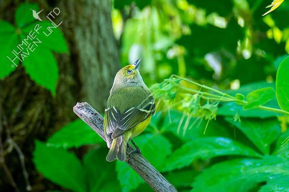 5-4-23 White-eyed Vireo
