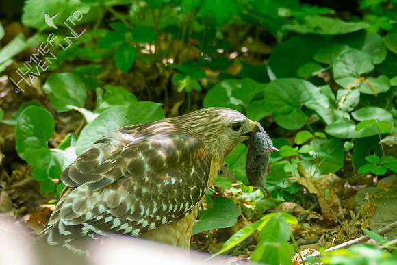 5-1-23 Red-shouldered Hawk 'Pale Male' with short tailed shrew