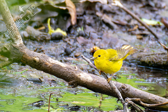 5-6-23 Yellow Warbler female