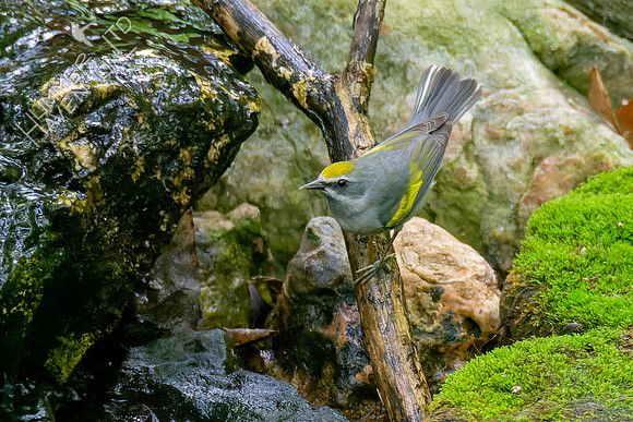 5-11-23 Golden-winged Warbler female