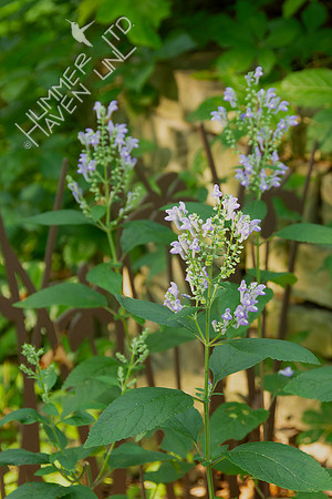 7-08-24 Downy Skullcap (Scutellaria incana)