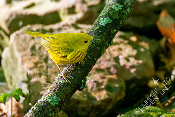 5-3-23 Yellow Warbler